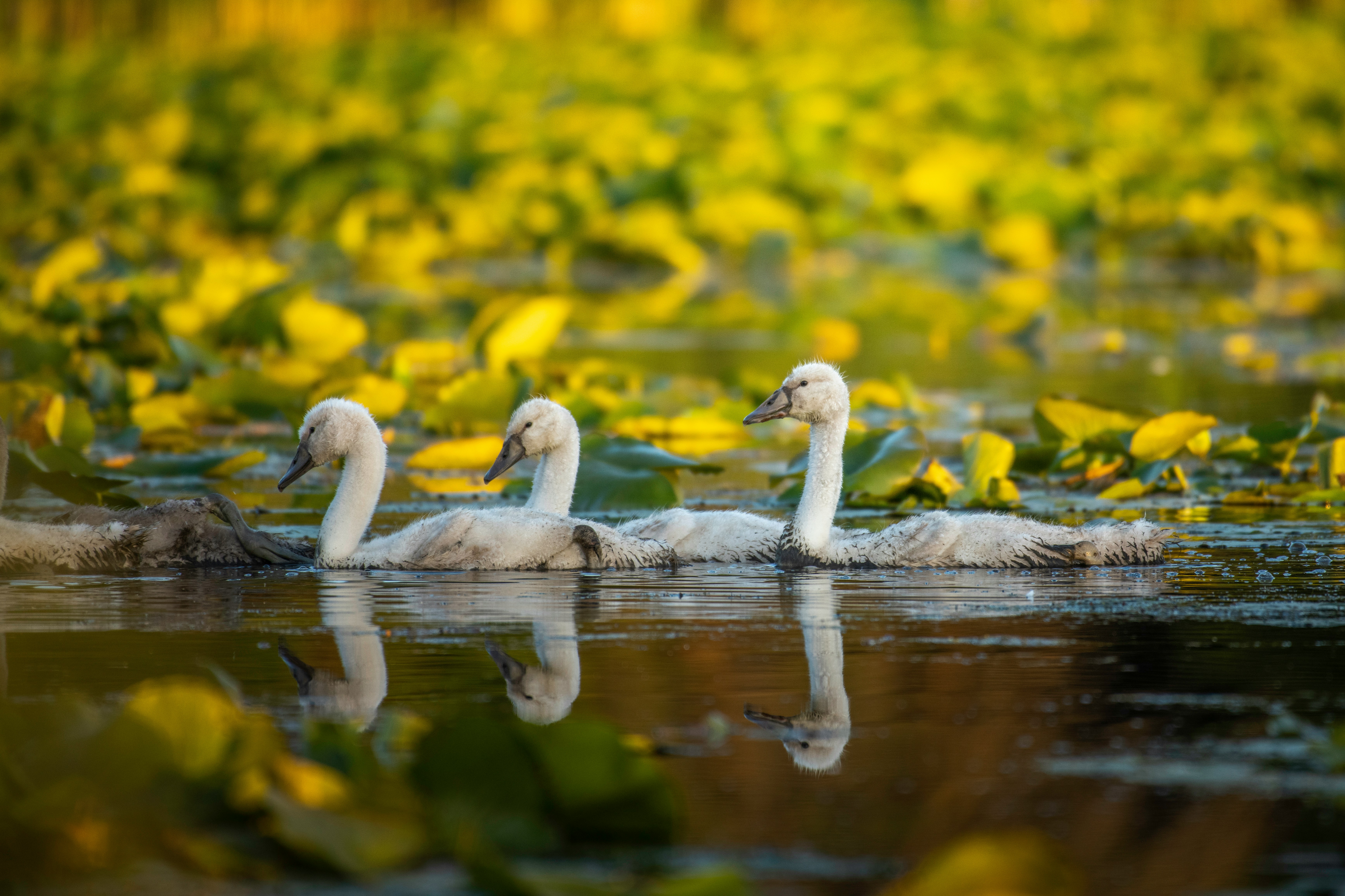 Mute Swan Image